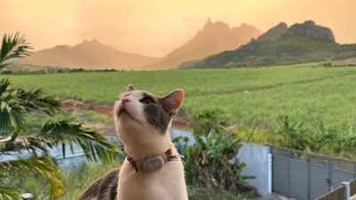 Scenic View